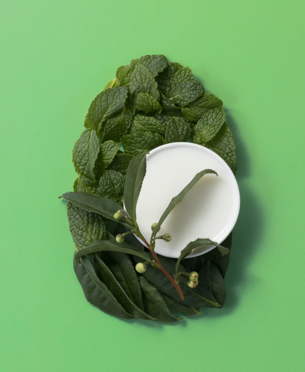 OGX Teatree Mint Shampoo 13 oz